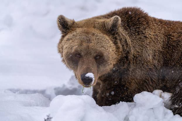 Medvjedi u Kuterevu uživaju u snijegu, zimski san još će malo pričekati