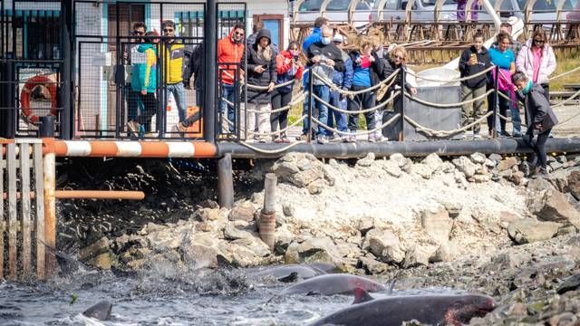 Dolphins wash ashore in Ushuaia