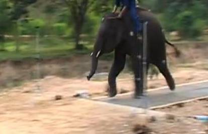 Istraživanje: Kod slonova 'trče' samo prednje noge