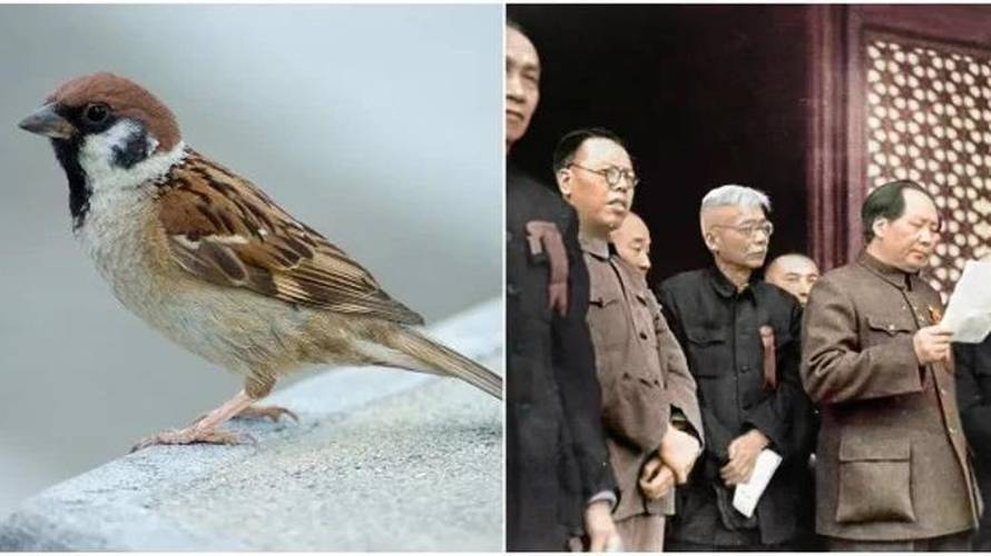 Mao Ze Dong i ubijanje vrabaca