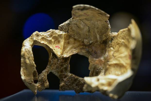 Zagreb: Otvorenje izložbe Lubanja C u Prirodoslovnom muzeju