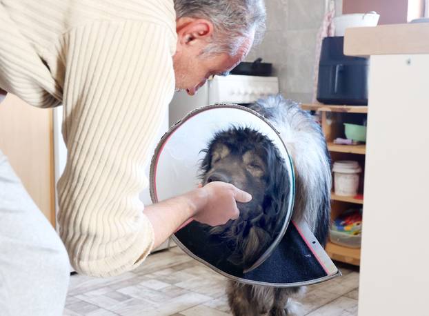 24sata Kistanje: Pas Shadow ranjen u borbi sa vukovima 