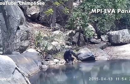 Čimpanze iz jezera "pecaju" alge: Zadivile su znanstvenike