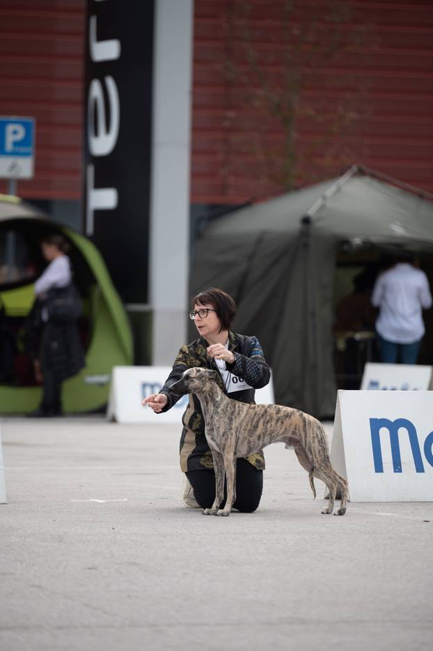 U Zaprešiću održana CAC nacionalna izložba pasa