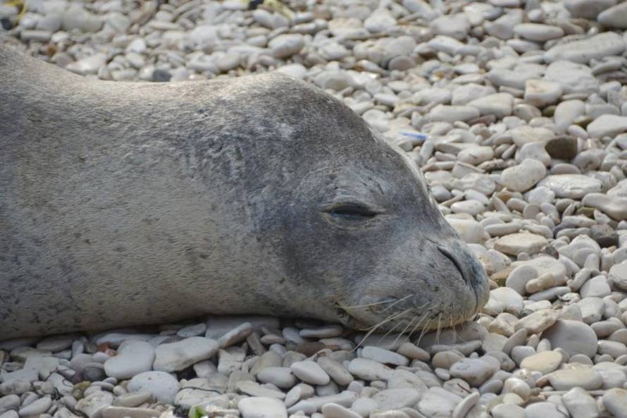 Duško Marušić/PIXSELL