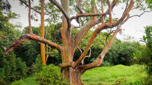 Čudesno drvo poprima dugine boje i stvara prekrasne slike