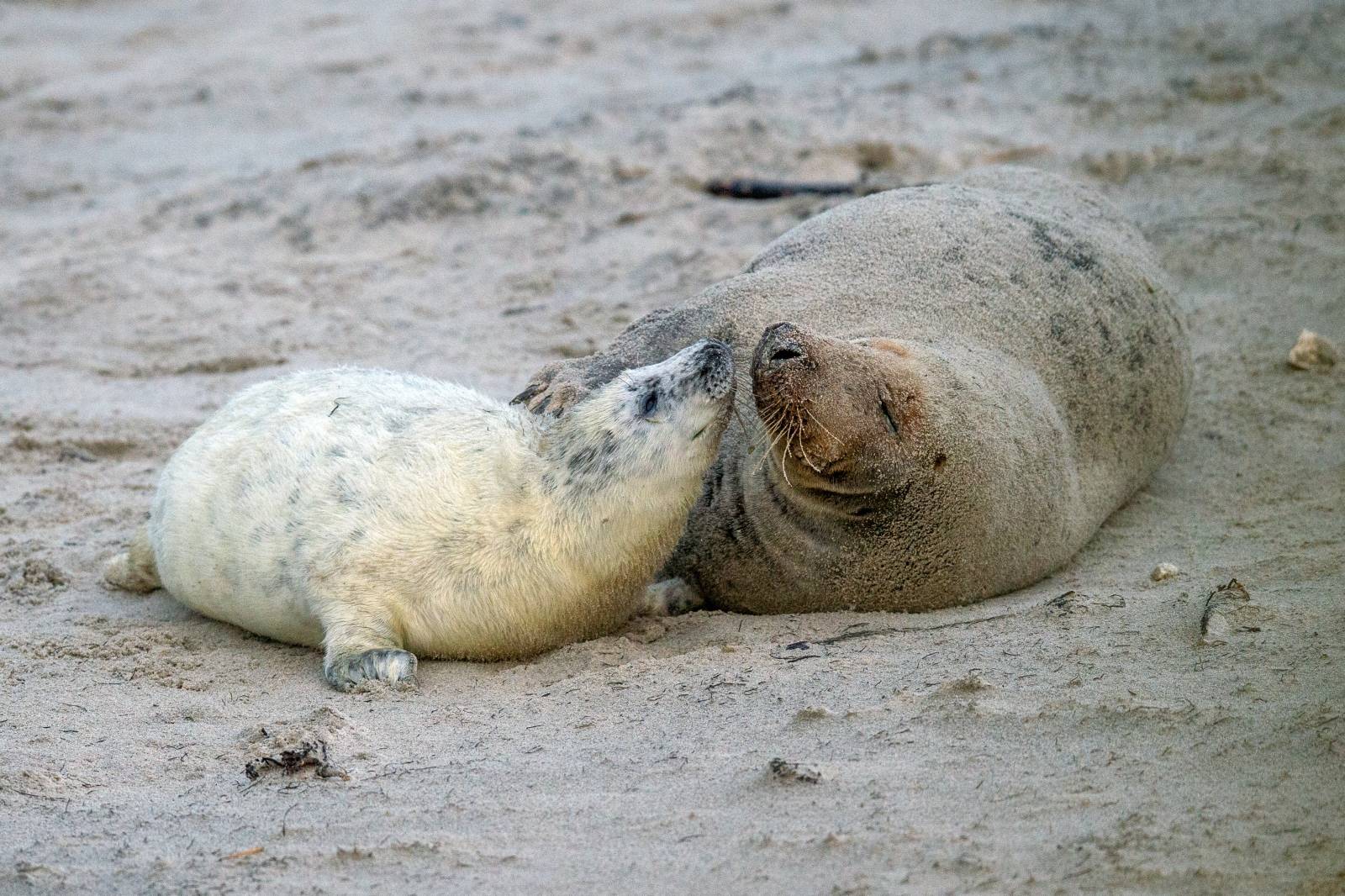 Seal offspring on Helgoland