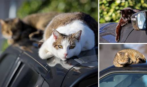 FOTO Mjau, ne smetaj, vidiš da odmaramo! Mace 'okupirale' auto u Zadru, uživaju u suncu...