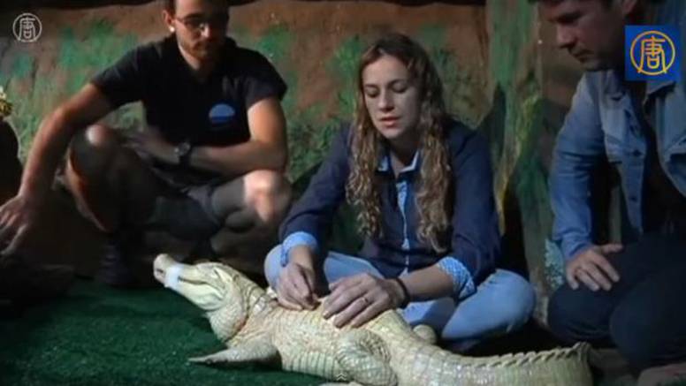 Albino je i ima grbu: Aligatora u Brazilu liječe akupunkturom