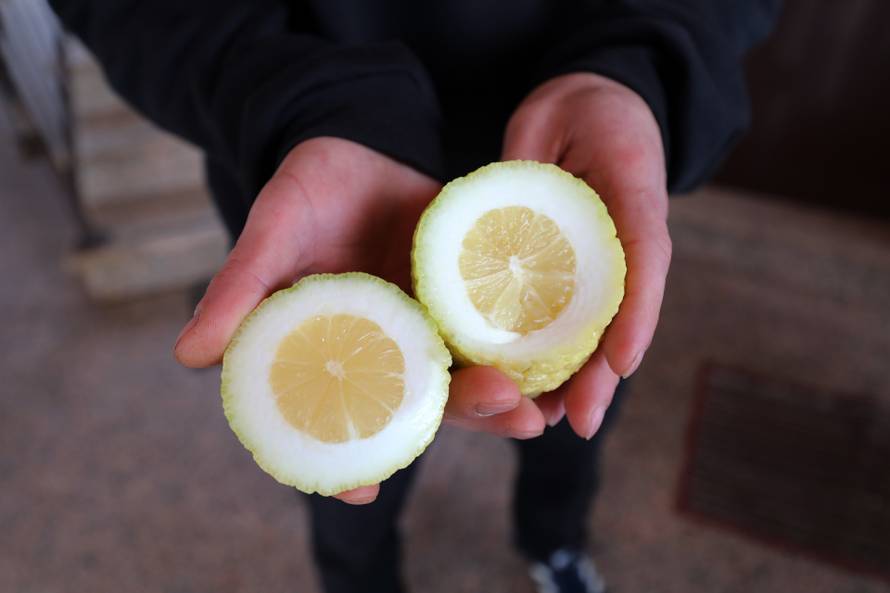 Fabio uzgaja čudne voćke koje vole svi: 'Hit su indijanske banane i peruanske jagode'