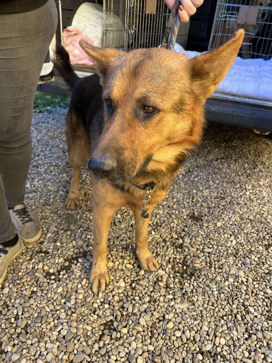 Iz romskog naselja u Međimurju spasili 37 pasa: 'Bez nadzora tu lutaju, a mačke ni ne prežive...'