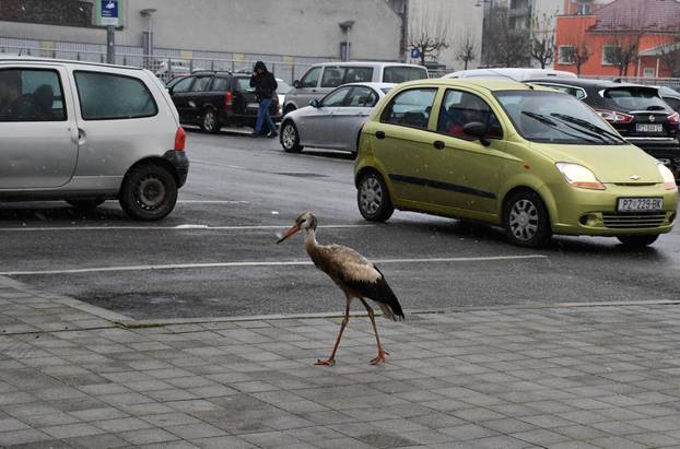 Požega Roda traži sklonište od hladnoće na parkiralištu Kauflanda