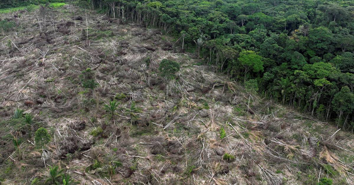 Amazon Deforestation Reaches Lowest Level Since 2019