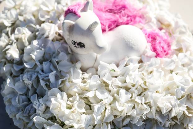 Zagreb: Groblje kućnih ljubimaca u Dumovcu obišao je jedino jedan mačak