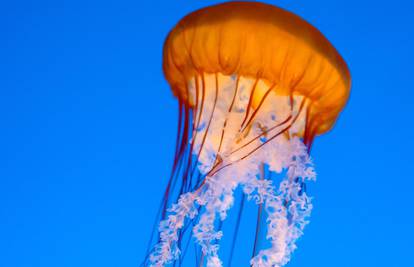 Ovako izgleda ubod meduze i vlasulje: Evo što učiniti odmah