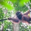 Osluškivanje razloga glasa: Uz proučavanje orangutana možda će se otkriti njegovo porijeklo