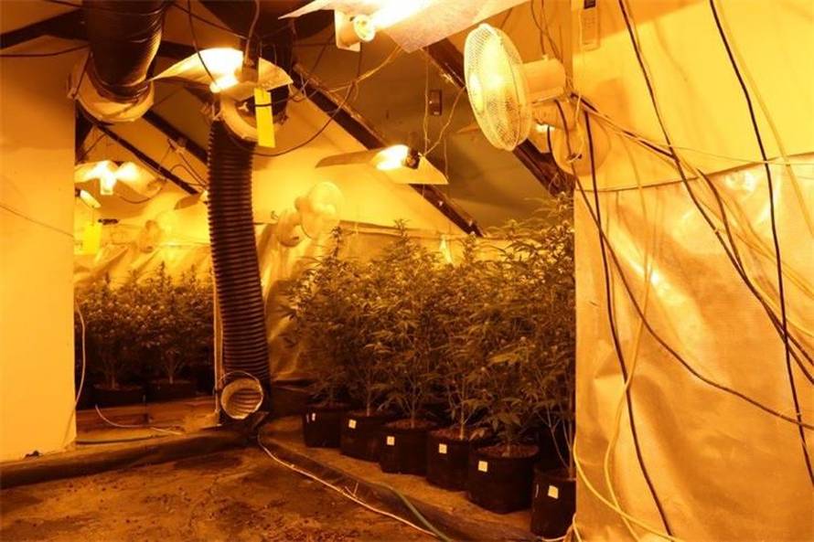 FOTO Kakav zimmer frei. Tavan kraj Jablanca pretvorili u labos za uzgoj trave. Evo što su imali