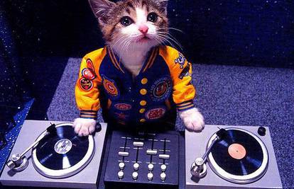 Mačka miksa na gramofonu kao pravi DJ  