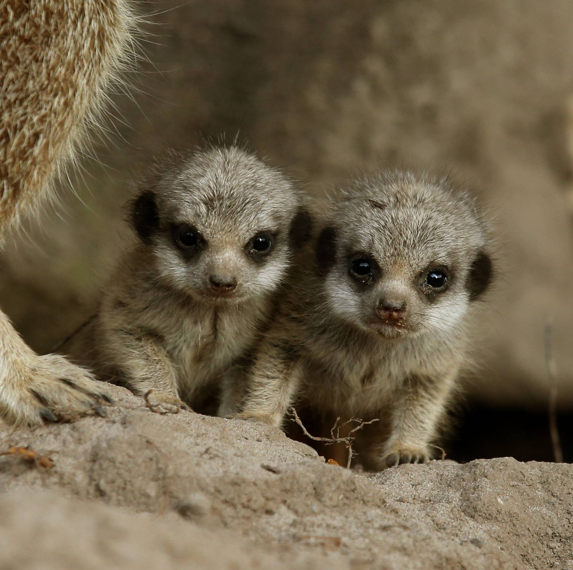 Meerkat pups