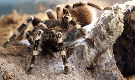 Fascinantne fobije: Veliki medo ne izaziva toliki strah kao pauk