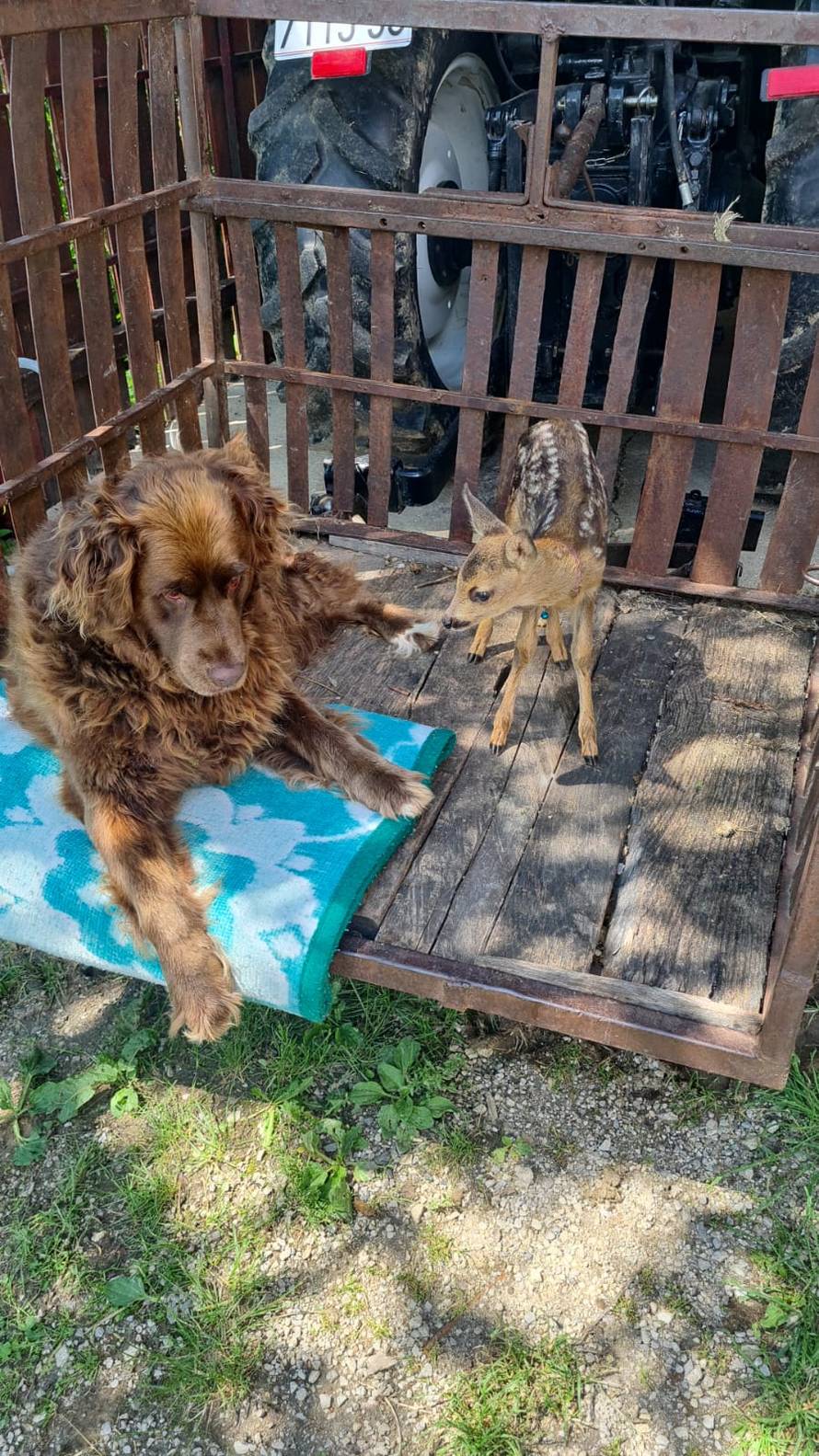 VIDEO Kod Jastrebarskog spasili lane: 'Bembo se sad sprijateljio s psom. Zna zaigrati i nogomet'