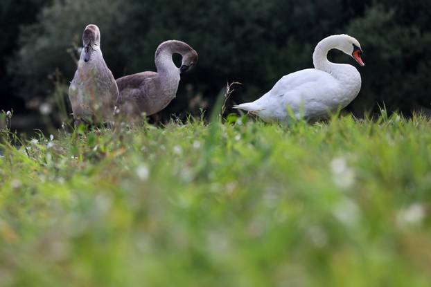 Zagreb: Šoderice Blato omiljeno su okupljalište lokalnih ribiča
