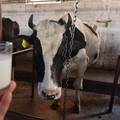 Vlada donijela odluku o potporama od 5 milijuna kuna malim mljekarima u Hrvatskoj