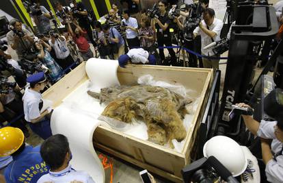 Mamuticu iz koje su izvadili uzorak krvi izložili su u Tokiju