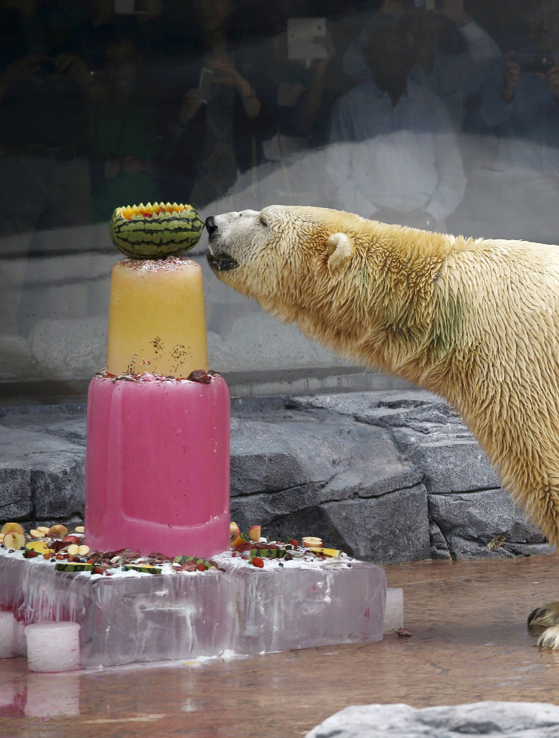 FILE PHOTO - Inuka, the first polar bear born in the tropics, enjoys an ice cake during its 25th birthday celebrations at the Singapore Zoo