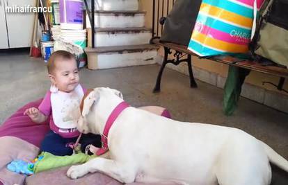 Psi&djeca: Pogledajte kako pit bullovi 'dadiljaju' male bebe