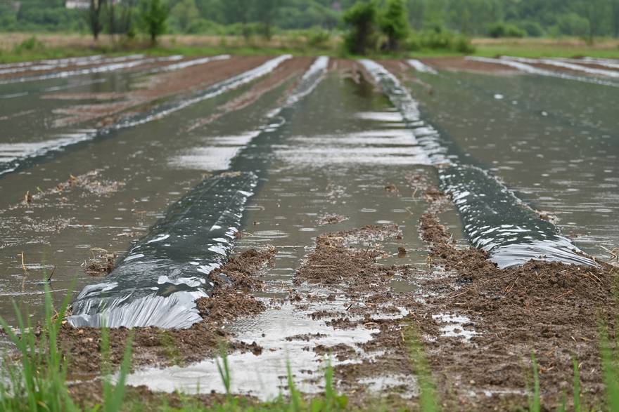 Vrgorac: Poplavljena su polja vrgoračkih jagoda: Voda ušla u plastenike, berbu obustavili nekoliko dana