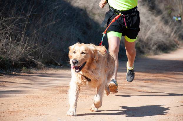 Dog,And,Man,Taking,Part,In,A,Popular,Canicross,Race