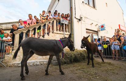 Magareći pir na Pagu: Dodirnuli se njuškama, revali, postali par