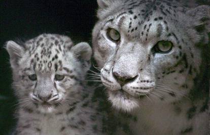 Mali snježni leopardi oživjeli Zoo u Darjeelingu