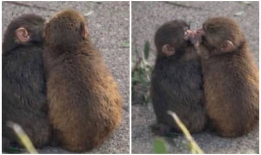 Majmun&ccaron;i&cacute; Punch na&scaron;ao &zcaron;enku! Ljubi curu, fotke 'tope' internet