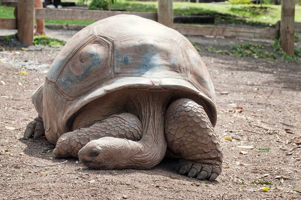 FOTO Vremeplov prirode: Evo koje to životinje najduže žive