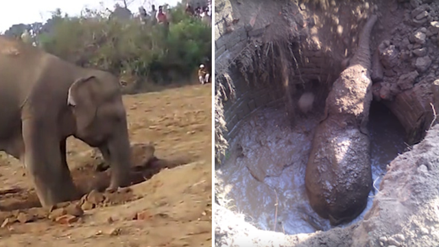 Indija: Slonica spašavala mladunče