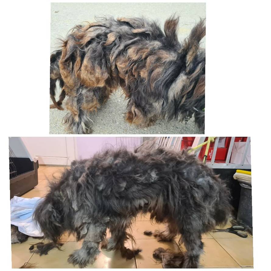 Zapušteni pas stigao u udrugu: 'U devet godina volontiranja još nismo ovako nešto vidjeli...'