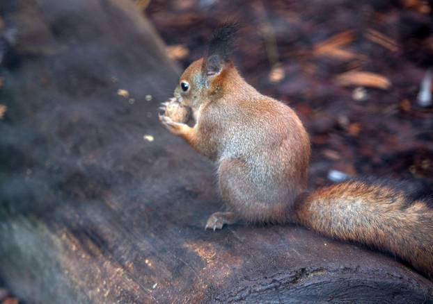 Tradicionalno darivanje životinja u zagrebačkom zoološkom vrtu na Štefanje