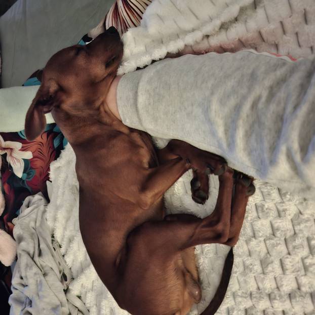 SUPER FOTKE vaših ljubimaca! Neki bi mogli biti viralni hit, ali svi su jednostavno neodoljivi