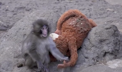 VIDEO Punch je zvijezda ZOO-a, a u Japanu ih zovu &scaron;teto&ccaron;inama: 'Ko&scaron;taju nas 4,2 milijuna eura'