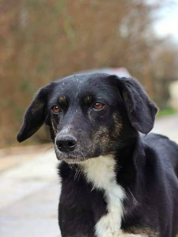 FOTO Ovi preslatki psići iz Noine Arke traže obitelj i stalni dom