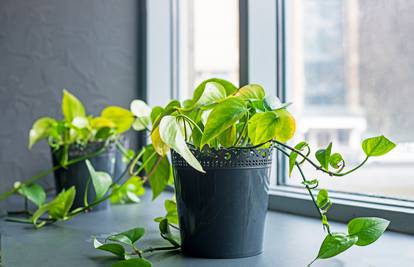 Pothos - idealna biljka za urede