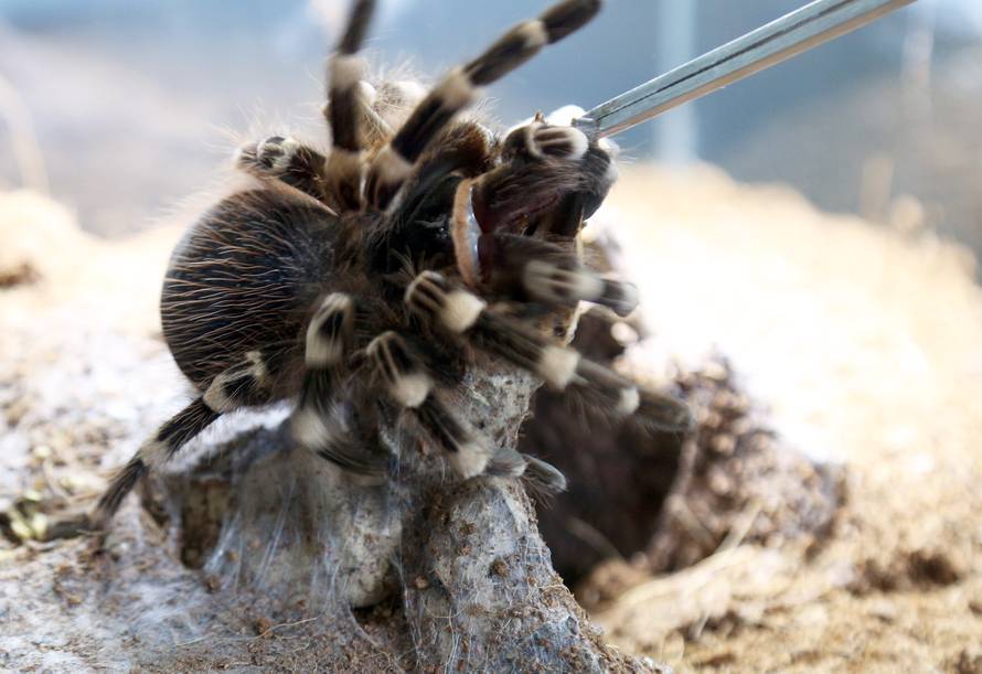Marko je kralj tarantula: Ima ih 150, a pokrenuo je i posao...