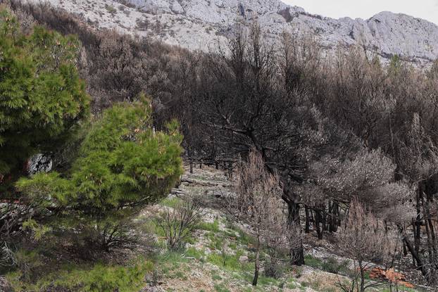 24SATA Omi&scaron;: Borna Budi&cacute;, Ponos Hrvatske