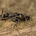 Mravi koriste svoje vizualno pamćenje da bi izbjegli zamke