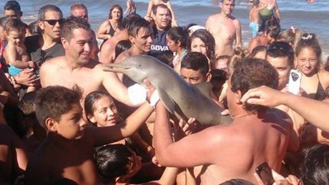 Još jedna žrtva 'selfie manije': Izvukli dupina iz mora i ubili ga