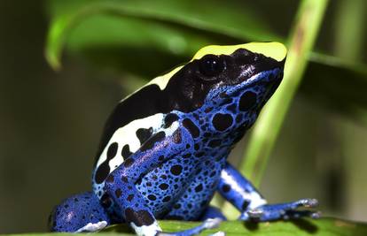 Proteini iz kože žaba mogu zaustaviti razvoj tumora i raka