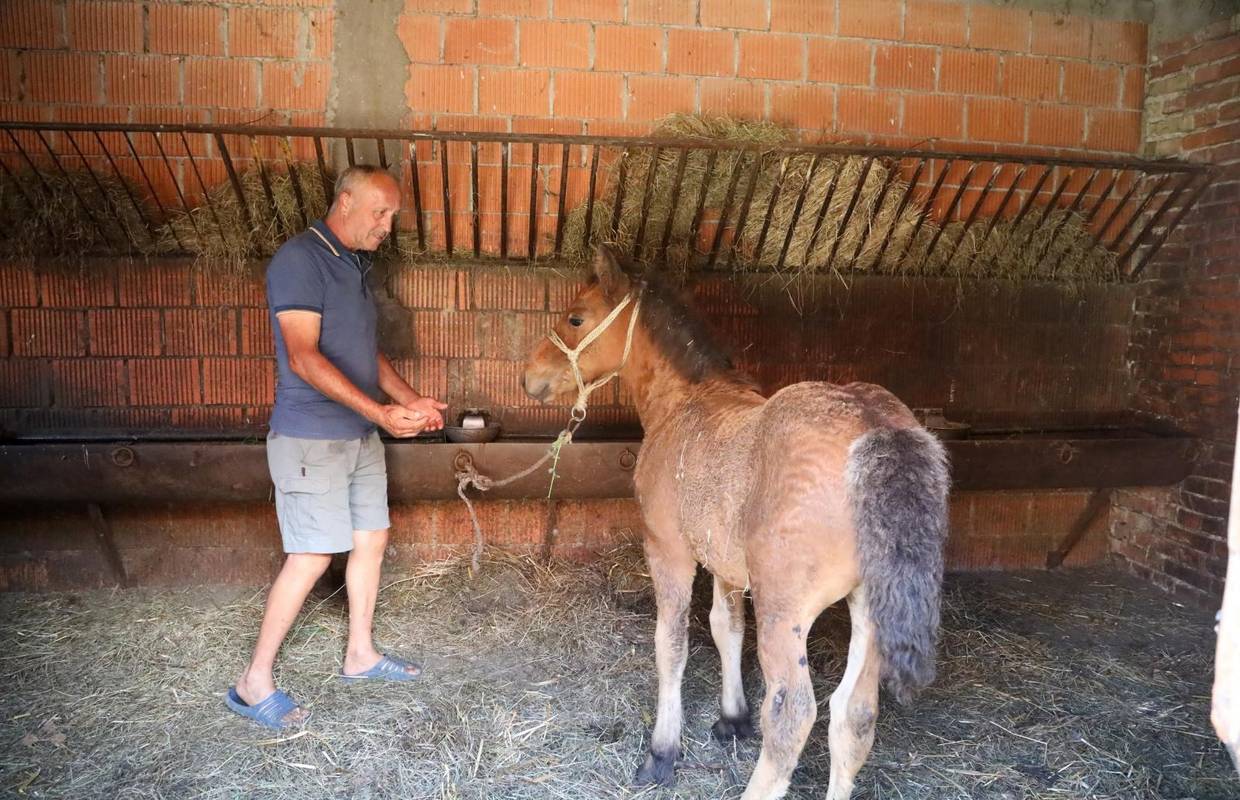 Grom ubio kobilu, Beba je ostao siroče: 'Sad ću ga morati hraniti sam jer ne smije ići na ispašu...'