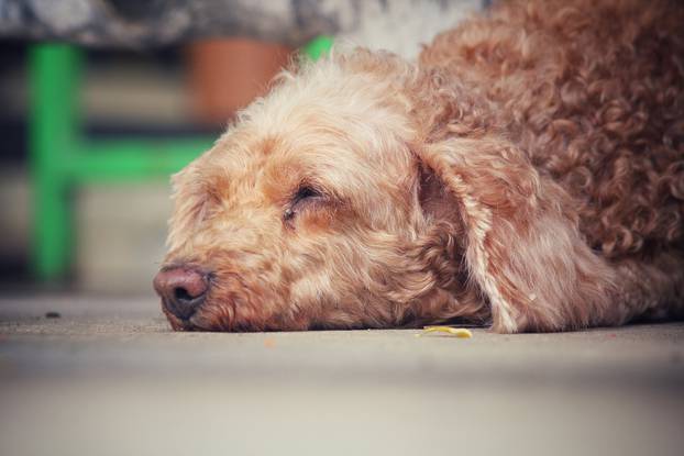 Poodle dog sleeping